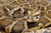 Python back in Vicinity: Scare locals of Sajipa